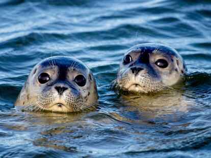 Zwei Seehunde schwimmen am Ostende der Insel Juist in der Nordsee.