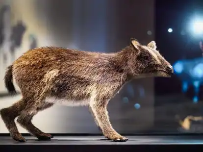 So k&ouml;nnte das Urpferdchen ausgesehen haben.