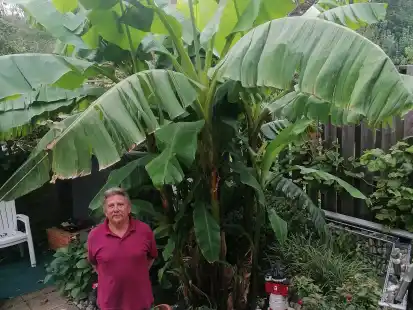 Rudolf Wiltfang vor der sechs Jahre alten Bananenstaude, die f&uuml;r besonders viel Freude in diesem Jahr sorgte.