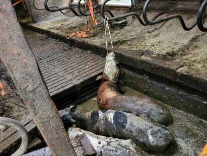 Zwei K&uuml;he und ein Bulle waren im Spaltboden in die G&uuml;llegrube eingebrochen.