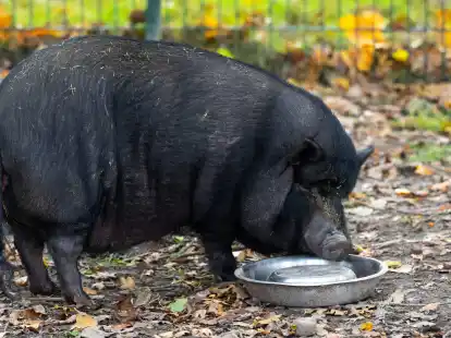 Minischweine werden bei Sabine Bracker auf dem Gnadenhof bei Ebstorf im Landkreis Uelzen h&auml;ufig abgeben.