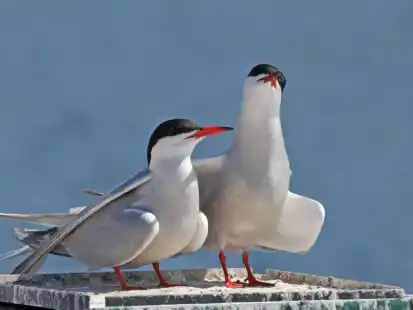 Ein Flussseeschwalbenpaar