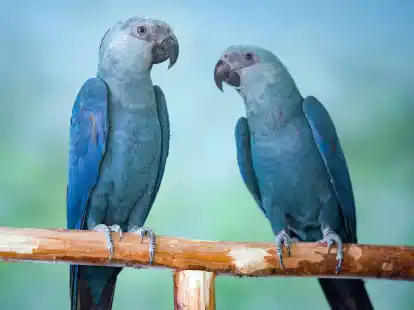 Spix-Aras (Cyanopsitta spixii) in einer Voliere.