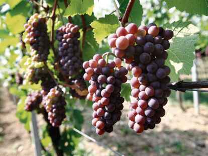 Weine aus Sp&auml;tburgunder-Trauben sind f&uuml;r Menschen geeignet, die es weicher und mit weniger Tanninen eher gerbstoffarm m&ouml;gen.