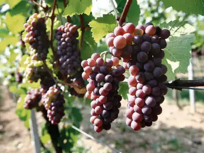 Weine aus Sp&auml;tburgunder-Trauben sind f&uuml;r Menschen geeignet, die es weicher und mit weniger Tanninen eher gerbstoffarm m&ouml;gen.