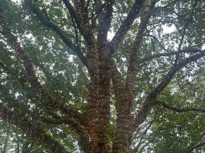 Die neue Ganzjahres-Beleuchtung an den B&auml;umen im Emder Stadtgarten.