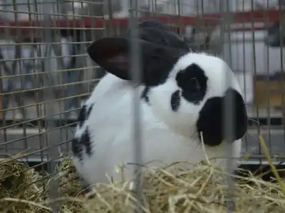 Mehr als 200 Kaninchen sind in der Kreisverbandsschau am 25. und 26. November zu sehen.
