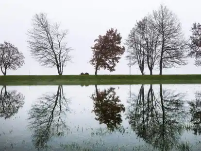 B&auml;ume auf einem Damm bei Riedlingen (Baden-W&uuml;rttemberg) spiegeln sich im Hochwasser der Donau.