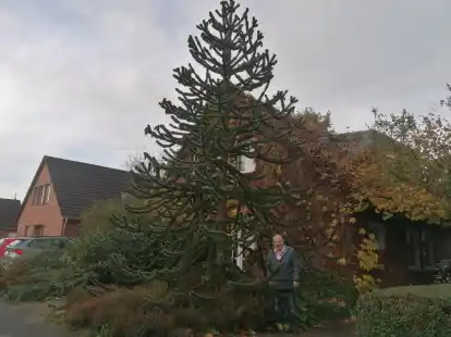 Zieht viele bewundernde Blicke auf sich: die besonders gleichm&auml;&szlig;ig gewachsene Feuerlandtanne vor dem Haus von Thomas Effertz in Hinte.