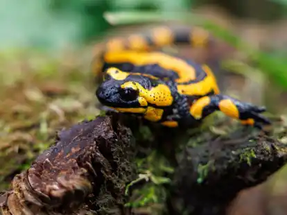 Ein Feuersalamander im Tiergarten N&uuml;rnberg. Die Art ist bedroht, unter anderem durch eine Pilzerkrankung.
