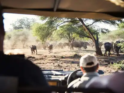 &laquo;Game&raquo;, wie Wildtiere in Afrika genannt werden: B&uuml;ffel und Breitmaulnash&ouml;rner, gespottet von einem Safarifahrzeug in der Provinz Limpopo aus, auf die sich der Kruger-Park teils erstreckt.