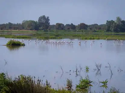 In dem 1969 gegr&uuml;ndeten Nationalpark Do&ntilde;ana, der zusammen mit einer als Naturpark gesch&uuml;tzten Fl&auml;che und einer Pufferzone etwa halb so gro&szlig; wie das Saarland ist, geht der Grundwasserspiegel schon seit Jahren zur&uuml;ck.