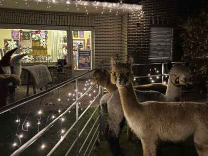 Alpakas im Advent: In vorweihnachtlicher Atmosph&auml;re sollen Besucher auf dem Hof Oldenburg Alpacas eine sch&ouml;ne Zeit erleben.