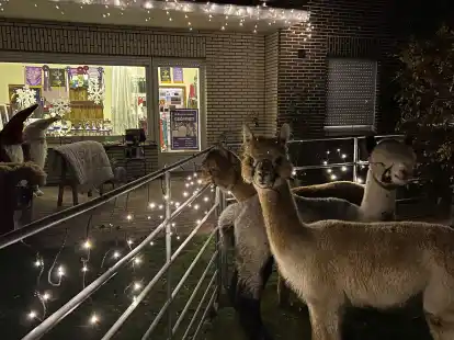 Alpakas im Advent: In vorweihnachtlicher Atmosph&auml;re sollen Besucher auf dem Hof Oldenburg Alpacas eine sch&ouml;ne Zeit erleben.