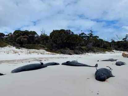 An einem Strand in Tasmanien wurden mehr als 30 tote Grindwale entdeckt.