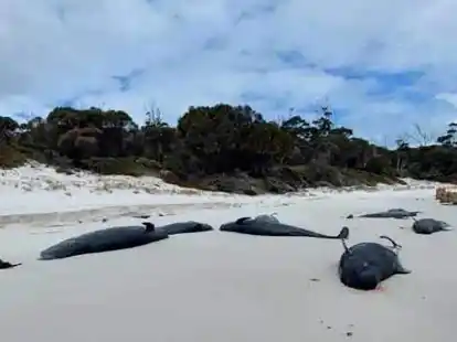 An einem Strand in Tasmanien wurden mehr als 30 tote Grindwale entdeckt.