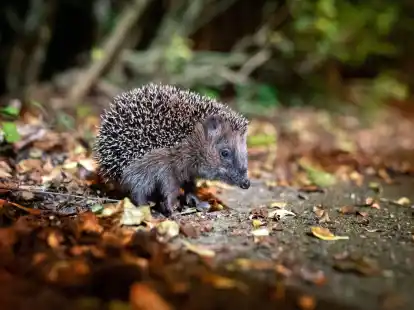 Der Igel ist zum Tier des Jahres 2024 gew&auml;hlt worden.