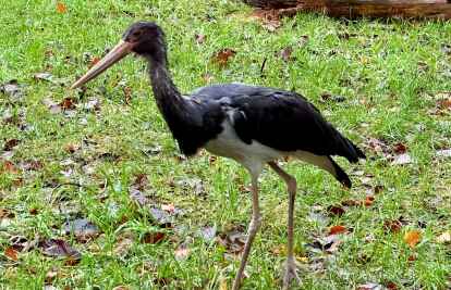 <p>                Musste operiert werden: Schwer verletzt kam dieser Schwarzstorch in die  Wildtierauffangstation.             </p>