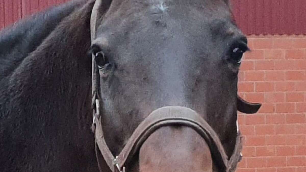 Pferde suchen Besitzer: Stuten nach Tierschutzfall im LK Oldenburg ...