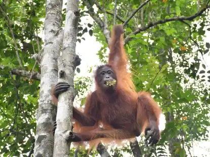 Taymur an einem Baum auf der Vorauswilderungsinsel.
