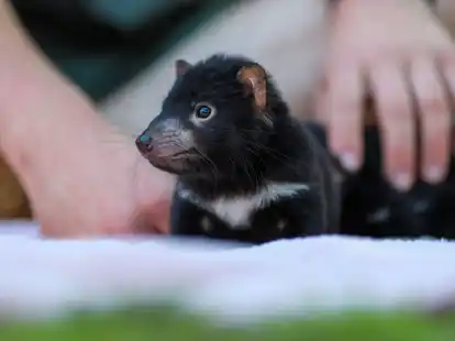 Der Beutelteufel Violet:&nbsp;Im Rahmen des Zuchtprogramms der Tierschutzorganisation Aussie Ark sind zahlreiche niedliche Jungtiere geboren.