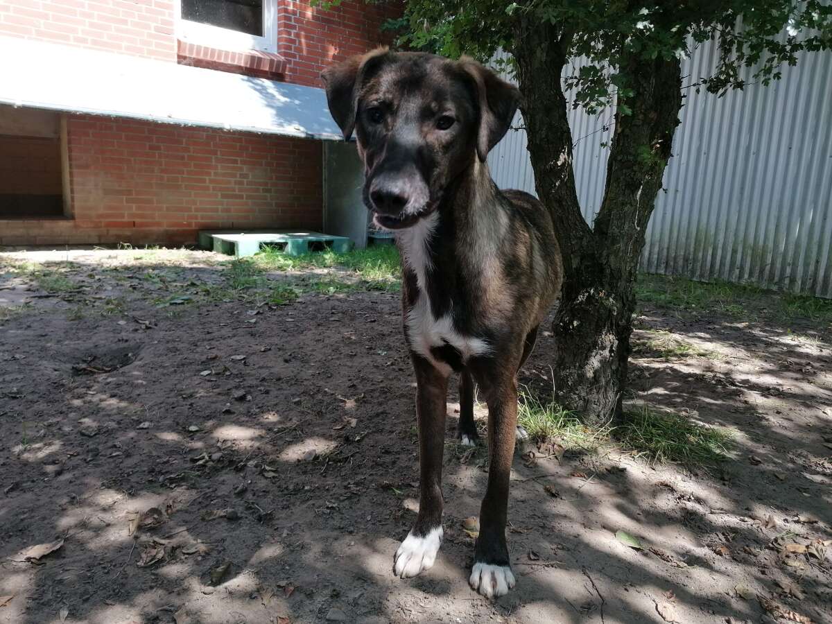 Tier der Woche aus dem Tierheim Hage: Mischlingshund Abner sucht ein