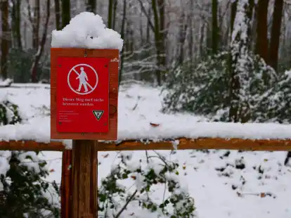 Besonders im Bereich des Urwalds verkleinert das Forstamt Neuenburg nun das Wegesystem zum Schutz der Natur.