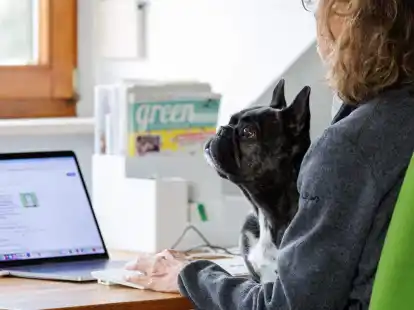 Die Franz&ouml;sische Bulldogge Kl&auml;rchen vom M&uuml;nchhof im B&uuml;ro der Werbeagentur media4nature auf dem Scho&szlig; einer Mitarbeiterin.
