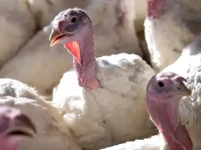 Es gibt aktuell vermehrt Vogelgrippe-Ausbr&uuml;che in deutschen und europ&auml;ischen Gefl&uuml;gelhaltungen.