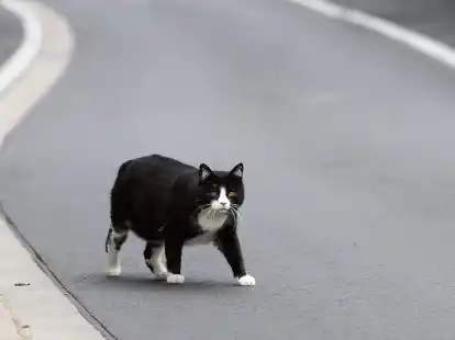 Der Landkreis Kelheim hat den &laquo;Katzennotstand&raquo; ausgerufen (Symbolbild).