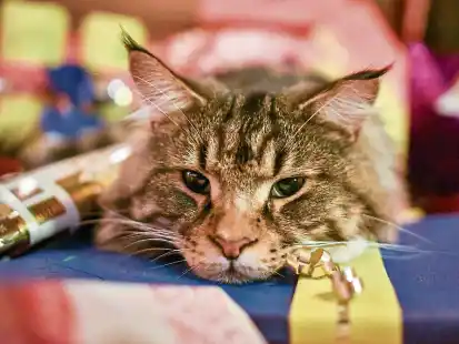 Eine Katze liegt am 24. Dezember zwischen Weihnachtsgeschenken. Tiersch&uuml;tzer weisen in jedem Jahr darauf hin, dass Tiere nicht leichtsinnig verschenkt werden sollen.