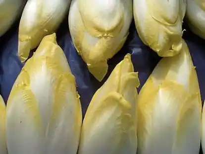 Nach vierwöchiger Treiberei entwickeln die Chicoreewurzeln schmackhafte weißgelbe Sprosse