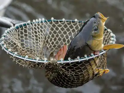 Ein Karpfen im Netz.