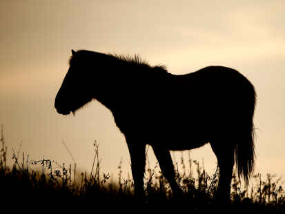 Die Heckrinder-Herden wurden bereits aufgel&ouml;st, 25 Koniks befinden sich noch in Thedingaer Vorwerk. Wie geht es mit den Nabu-Fl&auml;chen in Coldam und Thedingaer Vorwerk nun weiter?