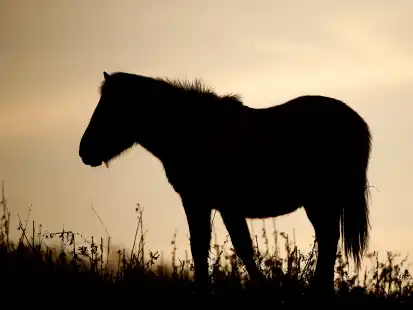 Die Heckrinder-Herden wurden bereits aufgel&ouml;st, 25 Koniks befinden sich noch in Thedingaer Vorwerk. Wie geht es mit den Nabu-Fl&auml;chen in Coldam und Thedingaer Vorwerk nun weiter?