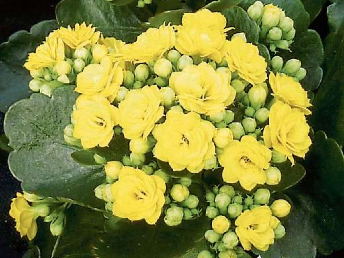 Sukkulenten vertragen Sonne