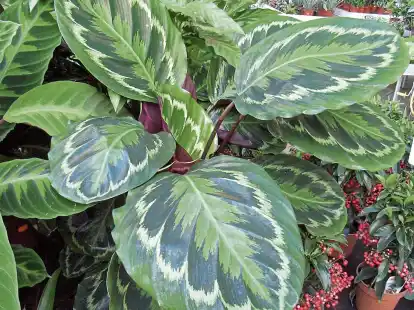 Verlieren die Blätter der Calathea ihre prächtige Färbung oder bleichen sie unansehnlich aus, liegt der Grund in einer Sonneneinstrahlung oder mangelnden Nährstoffen.
