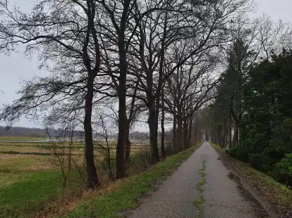 Blick auf die Deichstra&szlig;e in Bucksande: Sie  befindet sich auf einem Schutzdeich und erf&uuml;llt nicht mehr die Anforderungen an den Hochwasserschutz. Nun soll gr&ouml;&szlig;tenteils parallel zur Stra&szlig;e, die k&uuml;nftig zum Deichverteidigungsweg wird und eine neue Fahrbahndecke erh&auml;lt, ein neuer Deich gebaut werden. Dazu m&uuml;ssen auf der Polderseite (links) 90 alte B&auml;ume und ein 30 Meter langes St&uuml;ck Wallhecke entfernt werden.
