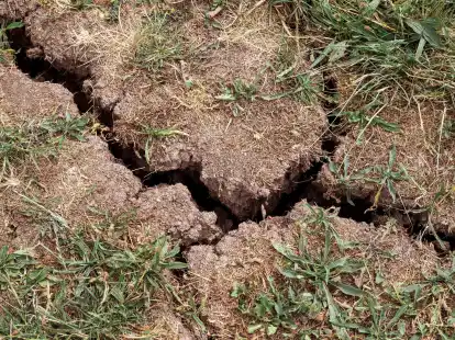 Pro Hektar k&ouml;nnten im Boden bis zu 15 Tonnen Kleinlebewesen vorhanden sein, sagte der BUND-Vorsitzende Olaf Bandt. Die Artenvielfalt sei enorm.
