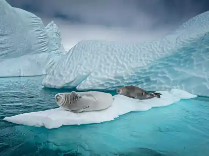 Forschern zufolge ist der Vogelgrippe-Erreger bei See-Elefanten und Seeb&auml;ren festgestellt worden.