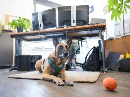 Bei der Frage, ob Assistenzhunde mit zur Arbeit gebracht werden d&uuml;rfen, hat der Arbeitgeber durchaus ein Mitspracherecht.