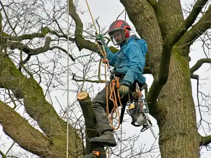 Baumkletterer aus der Gemeinde D&ouml;tlingen: Mit Seilen gesichert geht es hoch in die &Auml;ste.