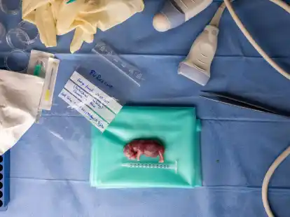 Der durch k&uuml;nstliche Befruchtung erzeugte Embryo eines s&uuml;dlichen Breitmaulnashorns liegt auf einem Tisch.