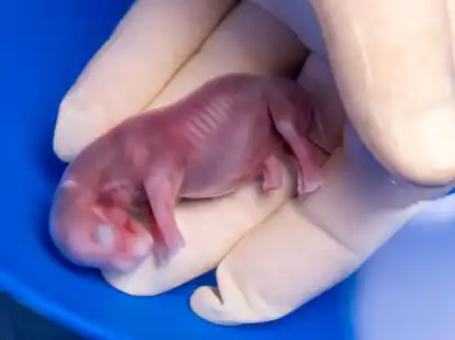 Ein durch k&uuml;nstliche Befruchtung erzeugter Embryo eines s&uuml;dlichen Breitmaulnashorns.