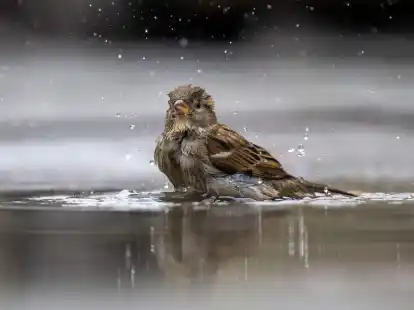 Ein Haussperling, auch Spatz genannt, badet in einer Pf&uuml;tze.