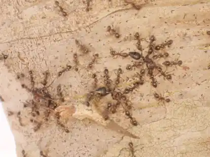 Gebietsfremde Gro&szlig;k&ouml;pfige Ameisen (Pheidole megacephala) vertreiben heimische Crematogaster-Ameisen.