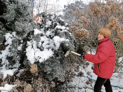 Wenn die Schneelast die Zweige der Immergrünen zu Boden drückt, empfiehlt es sich, den Schnee vorsichtig abzuschütteln.