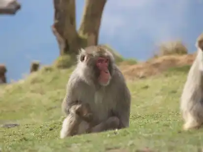 Ein Japanmakak (Macaca fuscata) ist dem Highland Wildlife Park entwischt.