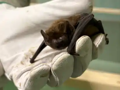 Die erste Fledermaus ist schon da und wird in der Hand von Biologe Theodor Poppen versorgt.