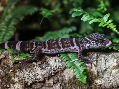 Ein Tigergecko sitzt im Zoo in K&ouml;ln auf einem Baumstamm. Der Gecko ist das Zootier des Jahres 2024.